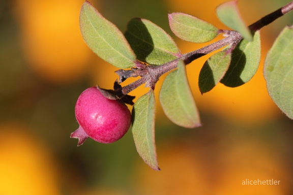 Korallenbeere (Symphoricarpos orbiculatus)